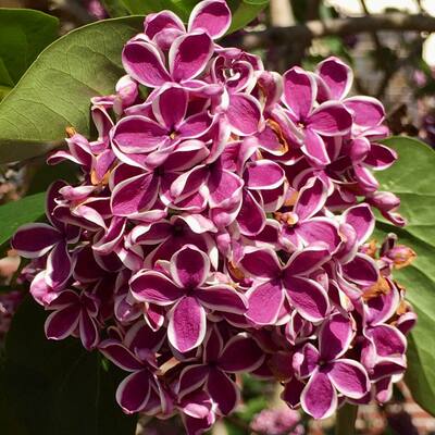 verdigris@dragon.style